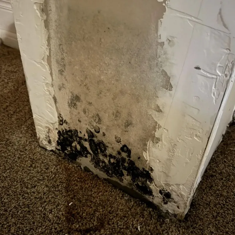 Professional Mold Removal in Carson, CA